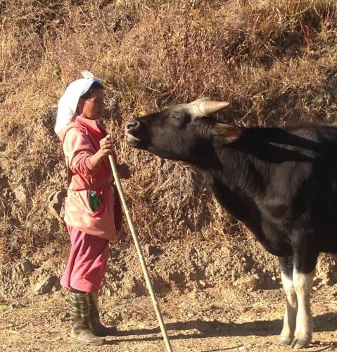 Livestock Development